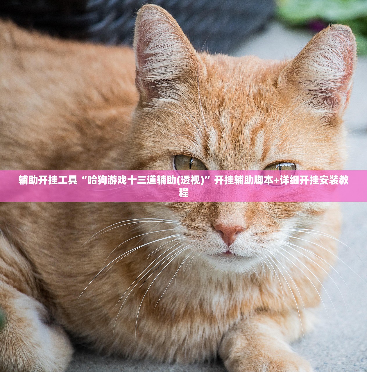 一键必胜“边锋干瞪眼记牌器怎么用”(透视挂)辅助下载教程
