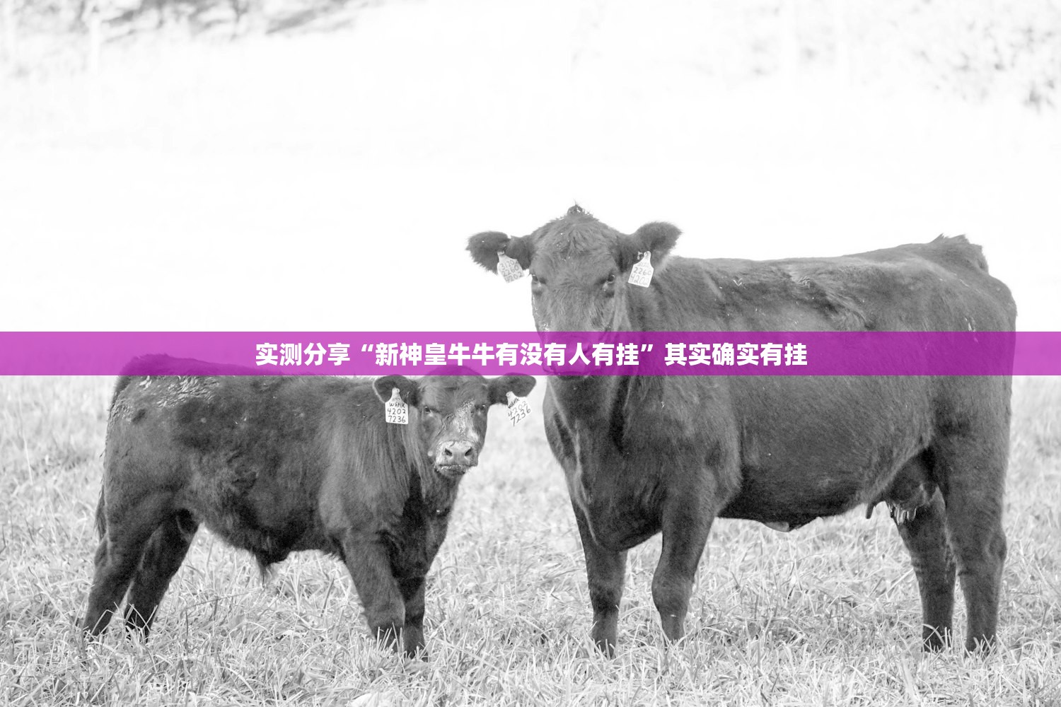 实测分享“新神皇牛牛有没有人有挂”其实确实有挂