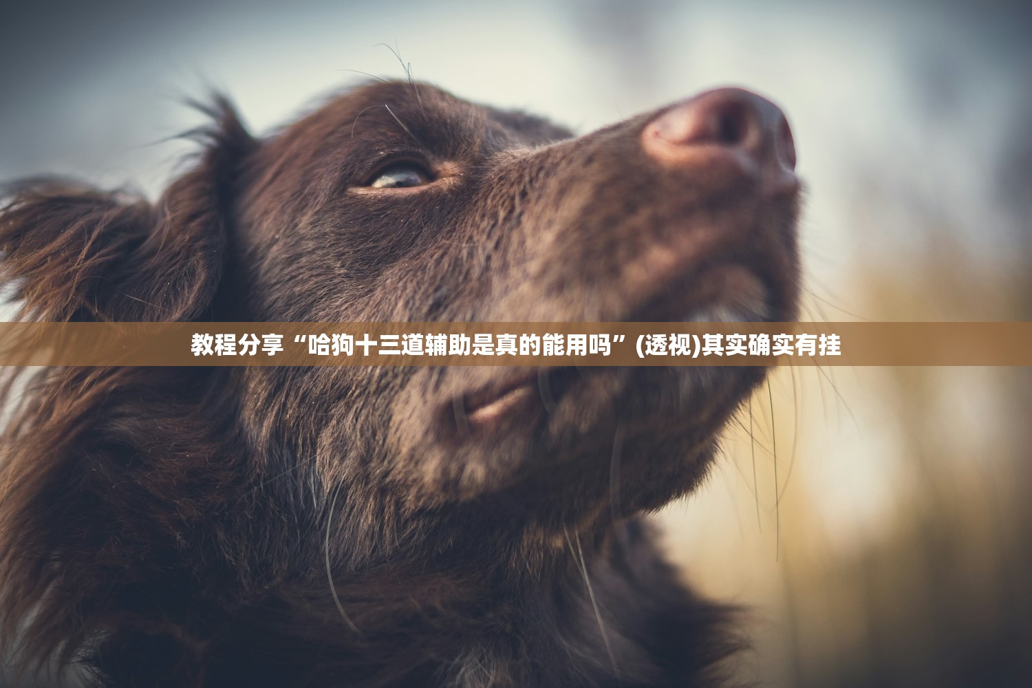 教程分享“哈狗十三道辅助是真的能用吗”(透视)其实确实有挂