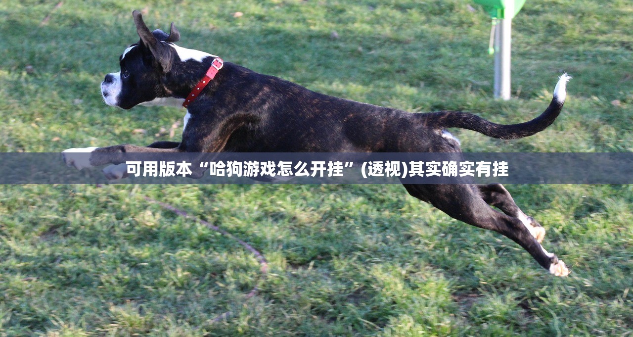 可用版本“哈狗游戏怎么开挂”(透视)其实确实有挂