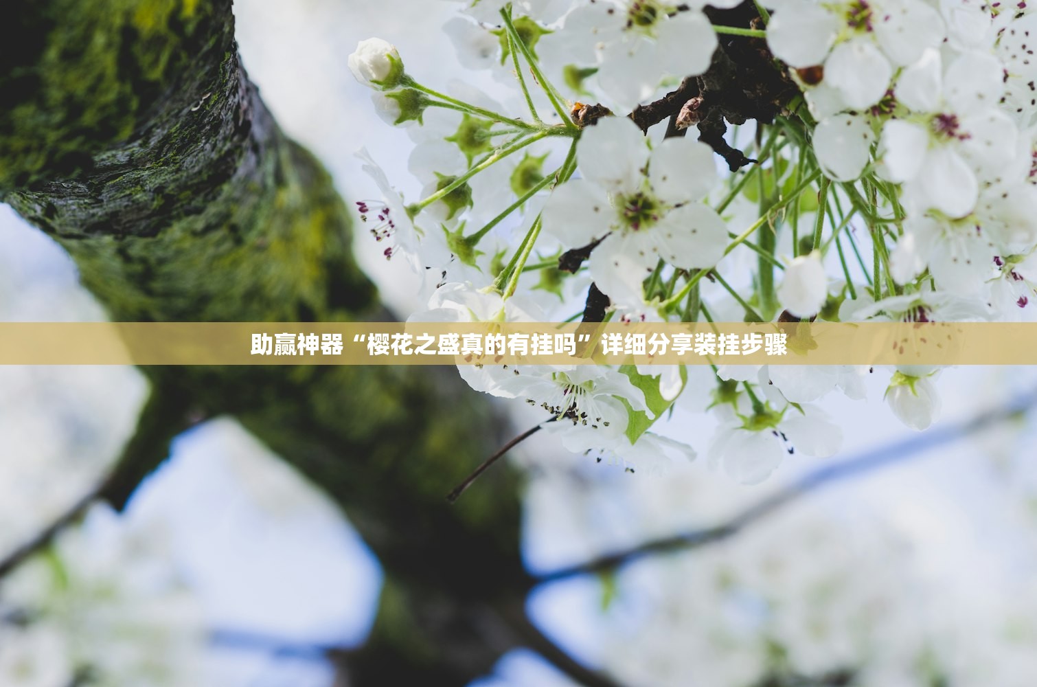助赢神器“樱花之盛真的有挂吗”详细分享装挂步骤