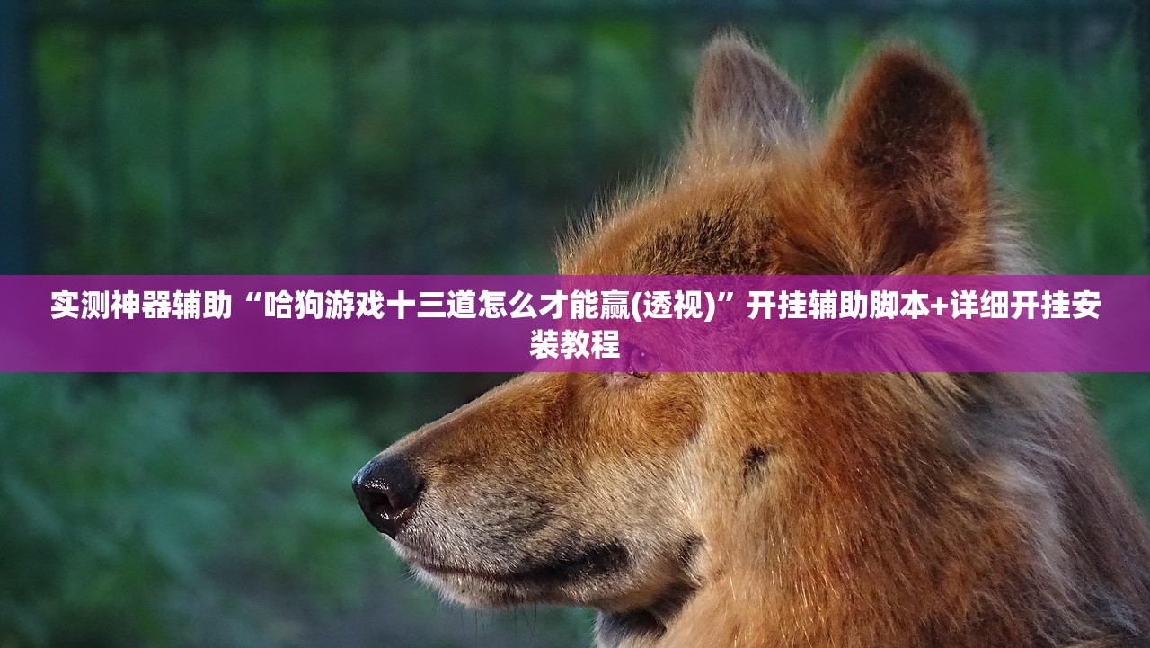 实测神器辅助“哈狗游戏十三道怎么才能赢(透视)”开挂辅助脚本+详细开挂安装教程