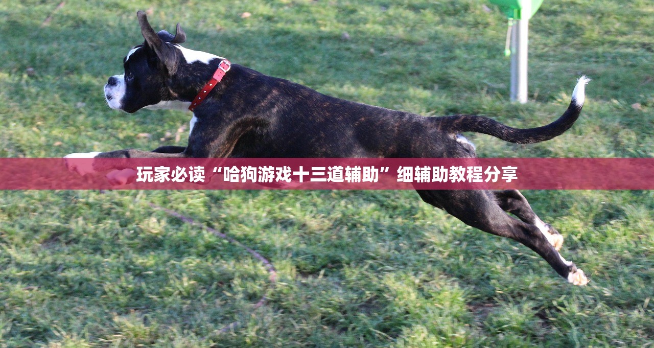 玩家必读“哈狗游戏十三道辅助”细辅助教程分享