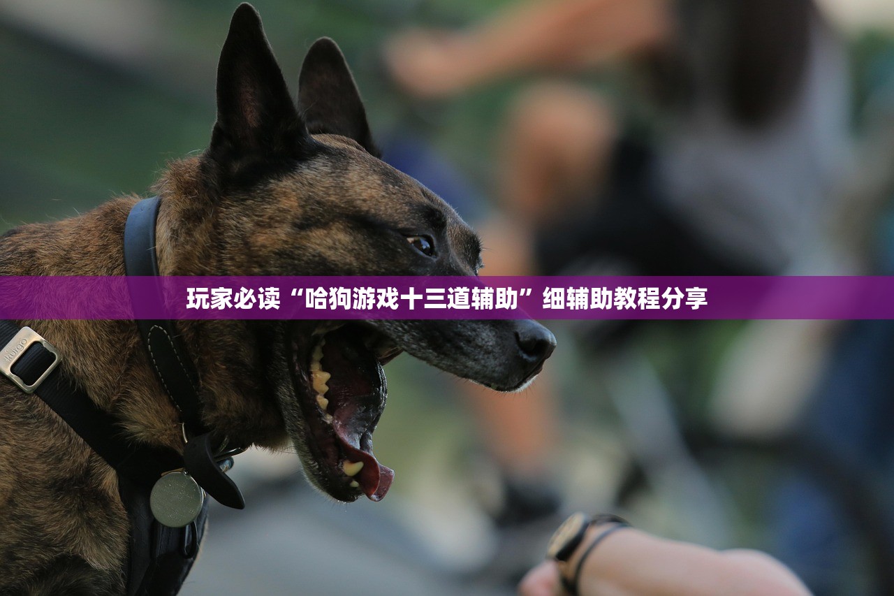 玩家必读“哈狗游戏十三道辅助”细辅助教程分享
